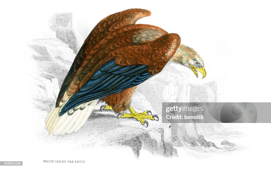White-tailed sea eagle