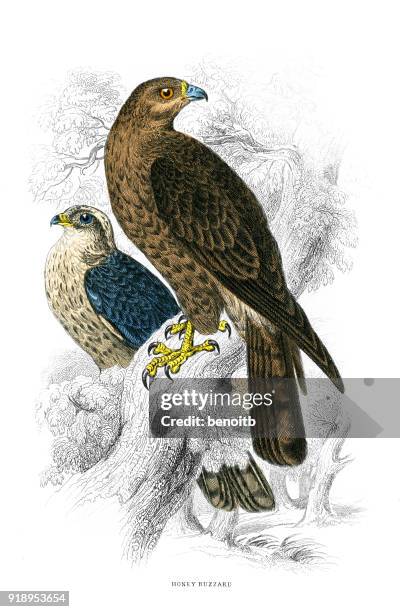 honey buzzard - marsh stock illustrations