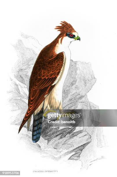 crested spizaetus - changeable hawk eagle stock illustrations