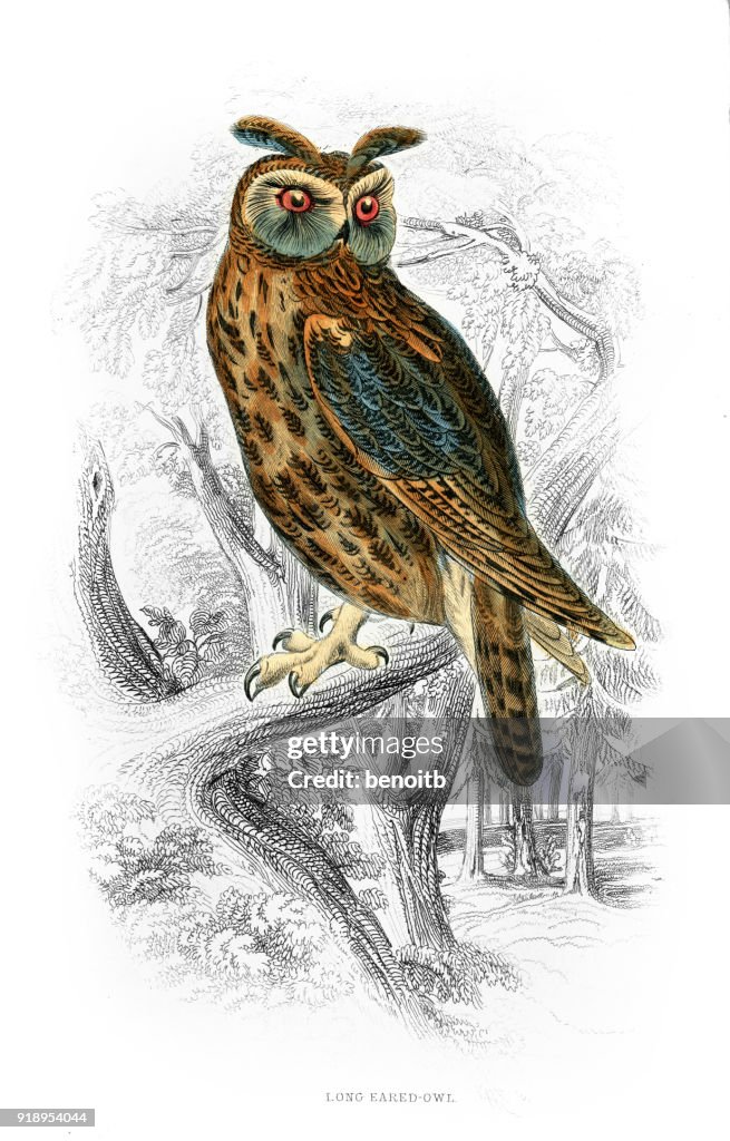 Long-Eared owl