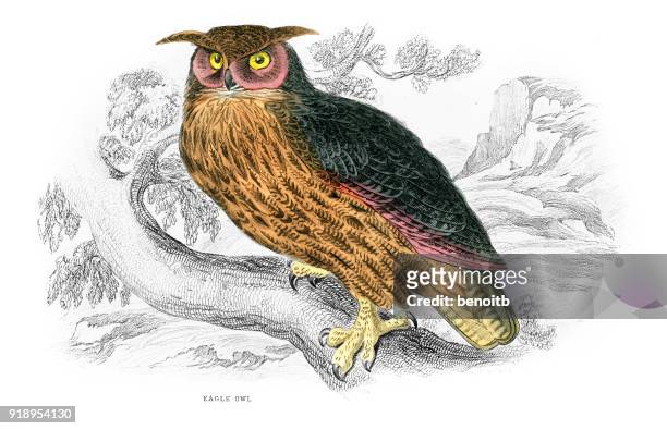 stockillustraties, clipart, cartoons en iconen met oehoe - eurasian eagle owl