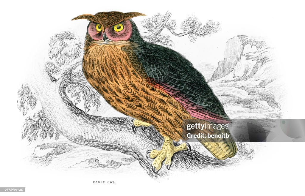 Eagle owl