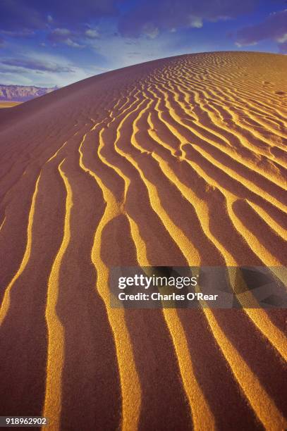 kalahari desert - kalahari desert stockfoto's en -beelden