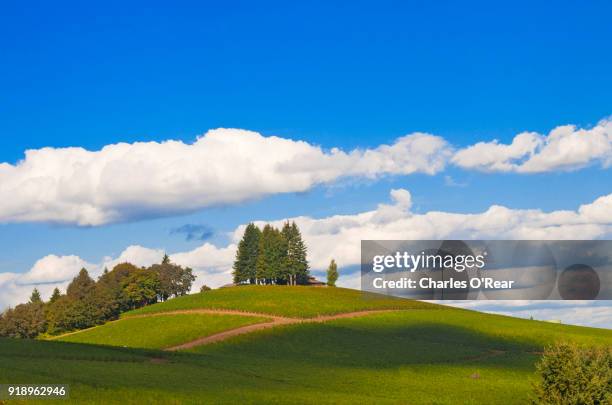 oregon vineyard - willamette valley stock pictures, royalty-free photos & images