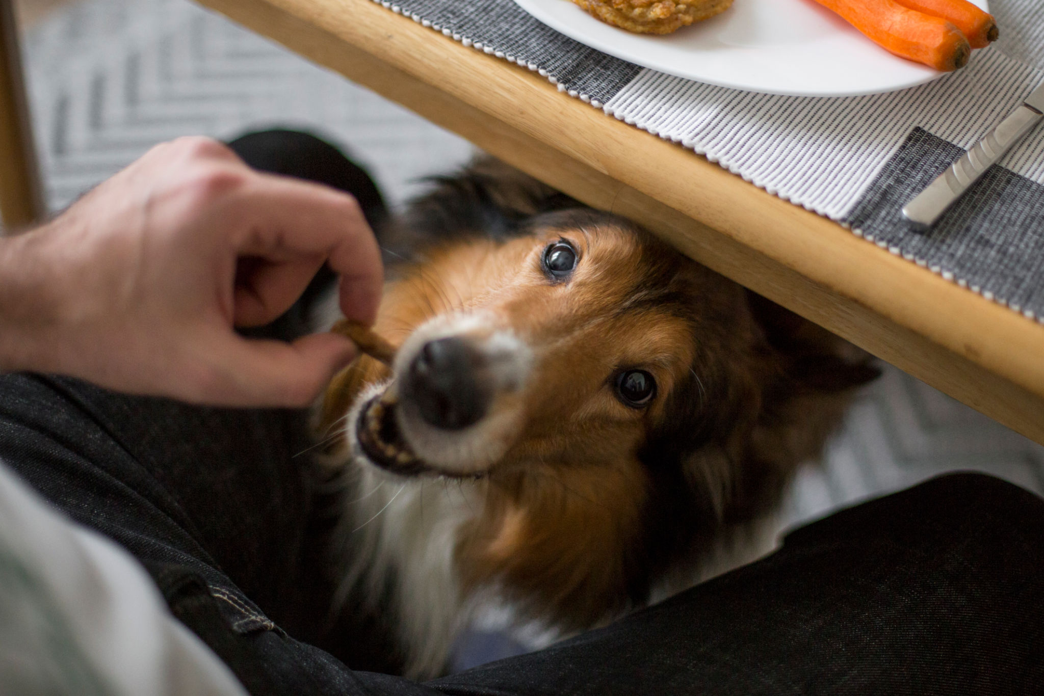 Dog under the table Dog under the table