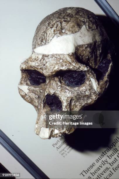 Skull of Australopithecus Africanus from Sterkfontein, South Africa, 3 to 2 million years BC. Australopithecus africanus is an extinct species of the...