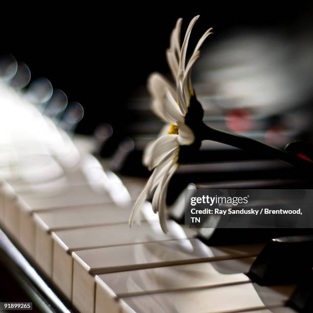 piano keyboard - brentwood tennessee stock pictures, royalty-free photos & images