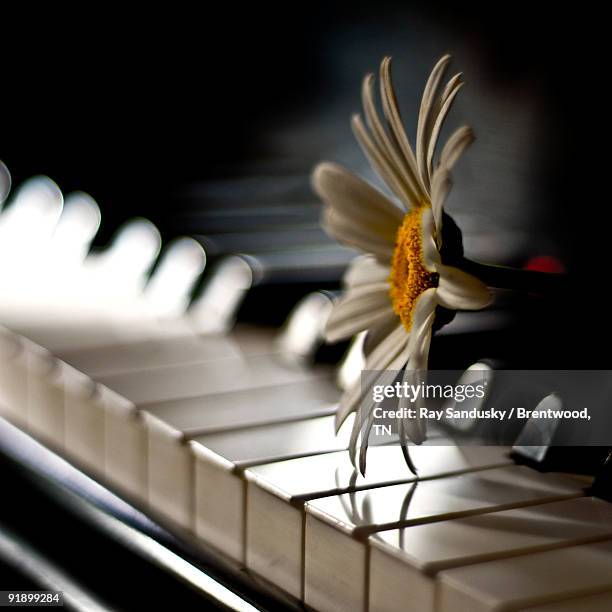 shasta daisy on piano  - brentwood tennessee stock pictures, royalty-free photos & images