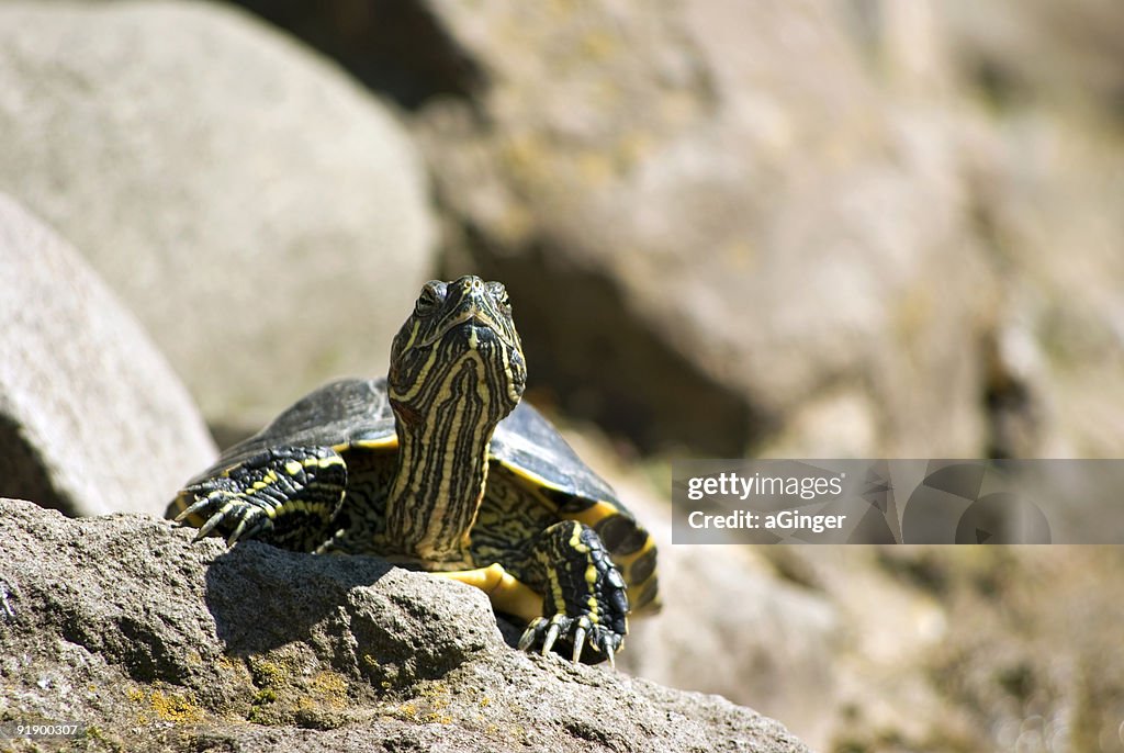 Red-eared turtle