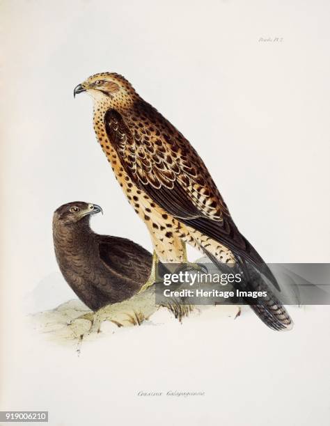 Graxirex Galapagoensis. Galapagos Hawk. Plate 2 from The Zoology of the Voyage of HMS 'Beagle' Part III Birds, at Down House, Kent, former home of...