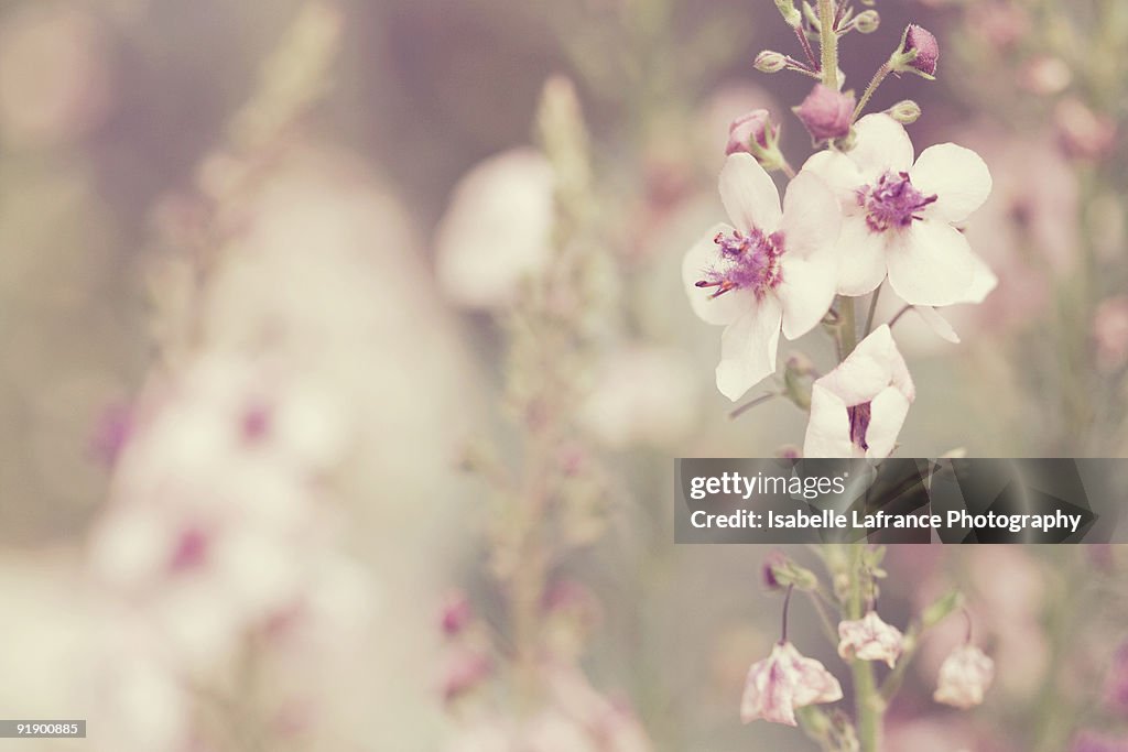 Pretty Pink Mullein Southern Charm flowers
