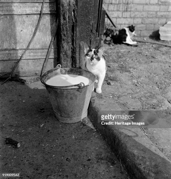 Cat with a milky tongue beside a pail of milk, Hertfordshire, 1950s-1960s.