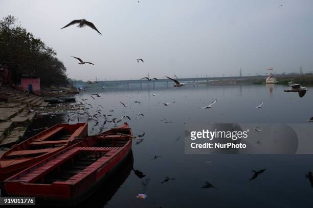 Seagulls fly over the banks of Yamuna river on a chilly evening in New Delhi on 12th February. Concentrations of tiny, airborne PM2.5 particles...