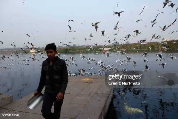 Boy walks after feeding the migratory seagull birds over the banks of Yamuna river on a chilly evening in New Delhi on 12th February. Concentrations...