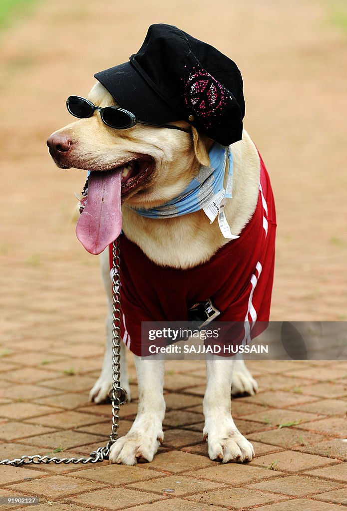 A dog takes part in a fancy dress compet