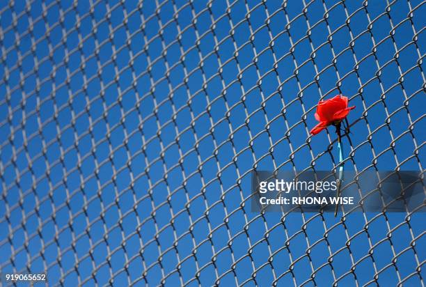 Flowers sits on a fence near the school on a makeshift memorial for the victims of the Marjory Stoneman Douglas High School shooting in Parkland,...