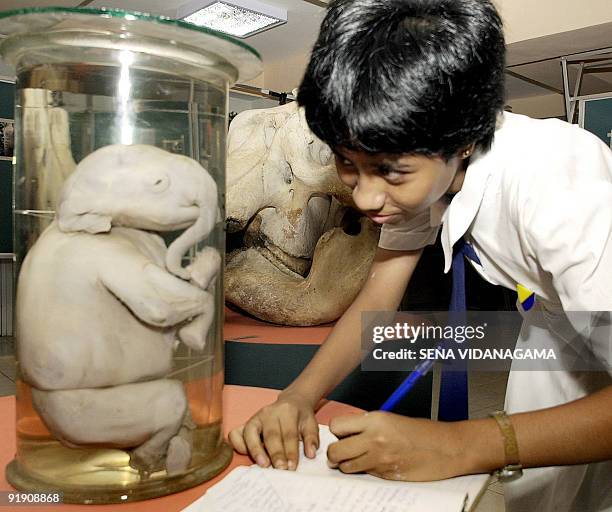 Sri Lankan student studies an elephant foetus during an elephant exhibition at the national museum in Colombo, 04 November 2003. Sri Lanka has been...