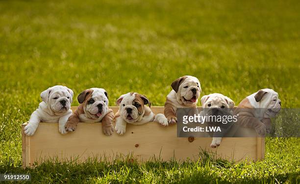 bulldog puppies in box on grass - mittelgroße tiergruppe stock-fotos und bilder