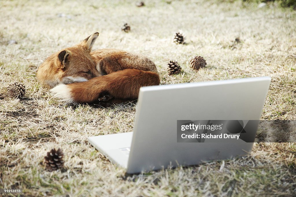 Fox sleeping with laptop