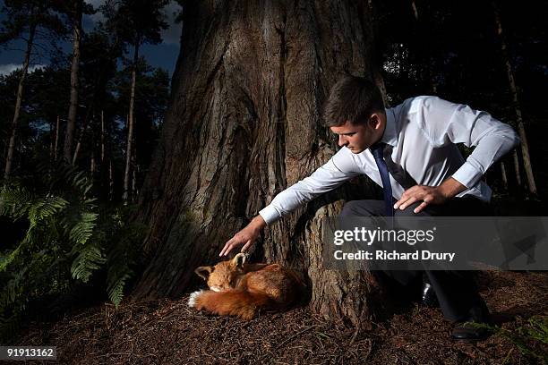 businessman reaching out to touch sleeping fox - red fox stock pictures, royalty-free photos & images