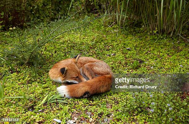 fox sleeping in garden - fox foto e immagini stock