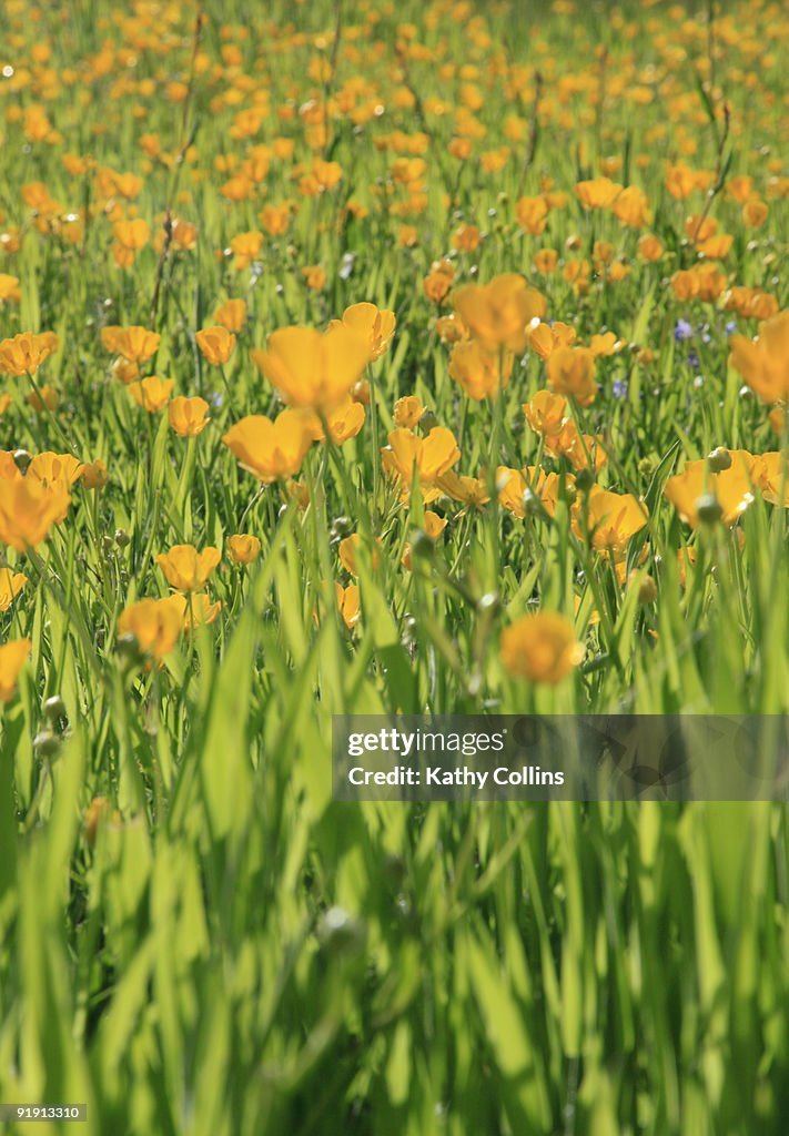 Sunlit buttercups amongst long meadow grass