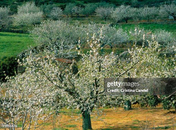 Valle of the Jerte. Cherry trees in flower in the Valley of the Jerte.