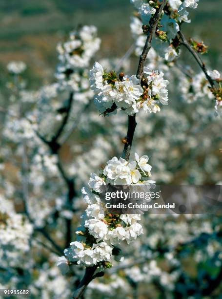 Valle of the Jerte. Cherry trees in flower in the Valley of the Jerte.