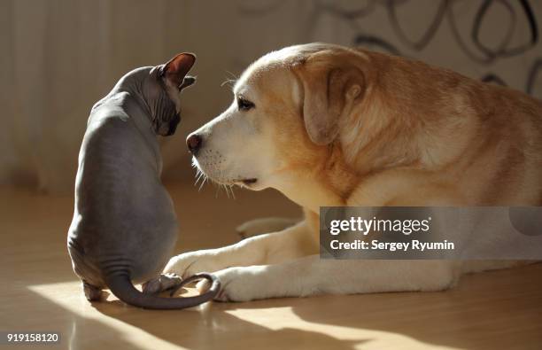 cat and dog - sans poils photos et images de collection