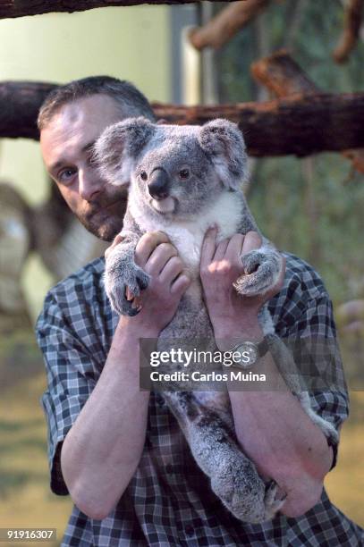 Zoo House of Field, Madrid. Arrival of the first unit fiber of koala. Caloundra I arrive at the airport of Barajas coming from the Zoo de Plackendael...
