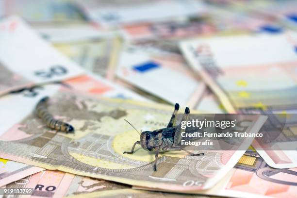 Money Insect Cicada Larvae Photos and Premium High Res Pictures - Getty Images