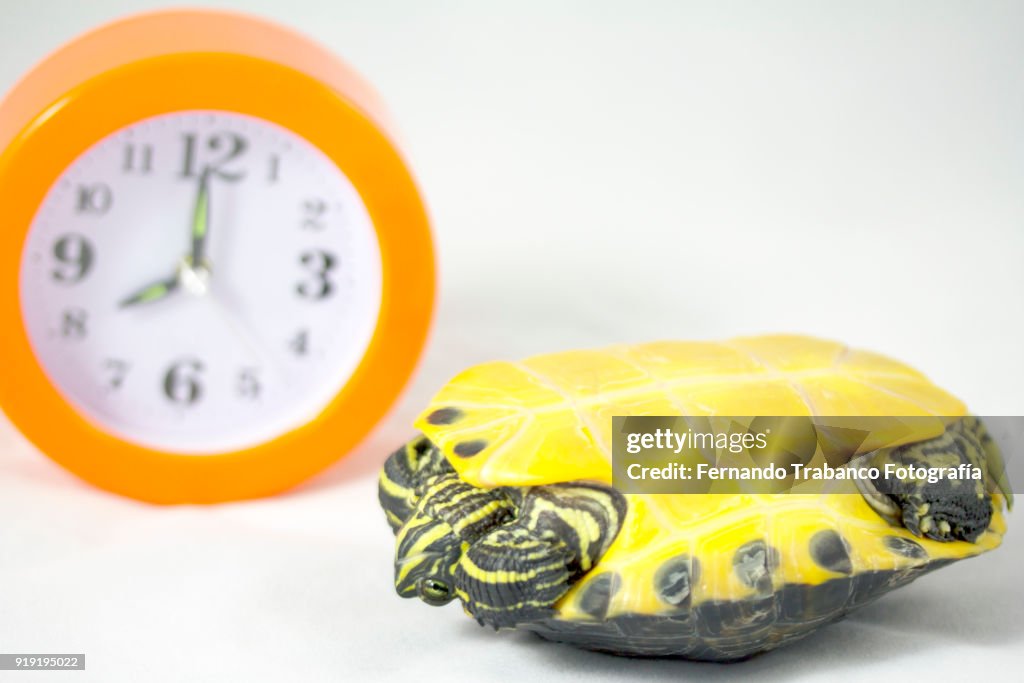 Tortoise upside down, balancing on shell