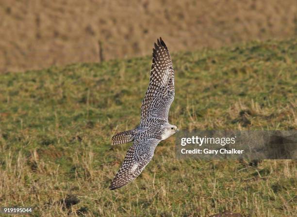 gyr saker falcon - saker falcon falco cherrug stock pictures, royalty-free photos & images