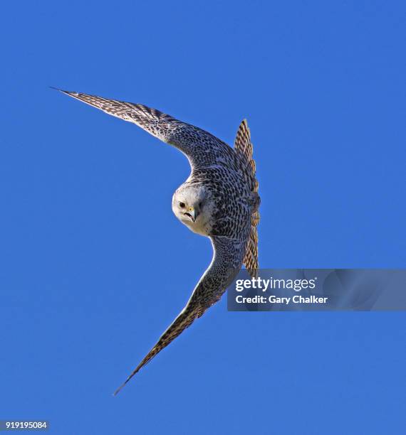 gyr saker falcon - saker falcon falco cherrug stock pictures, royalty-free photos & images