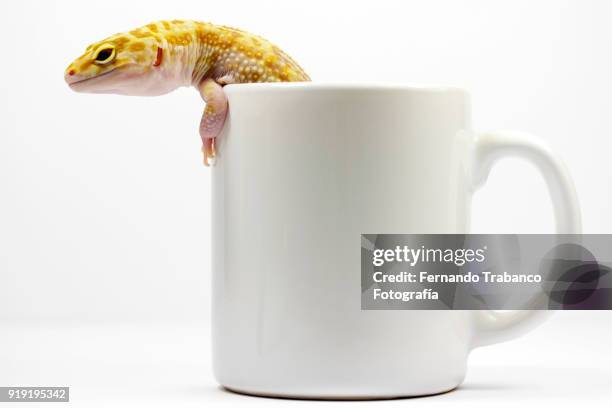 lizard inside a cup - sleeping snake stock pictures, royalty-free photos & images