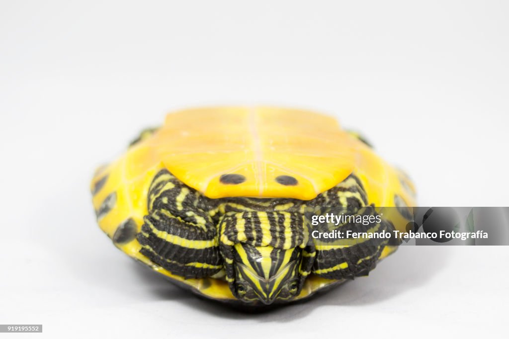 Tortoise upside down, balancing on shell