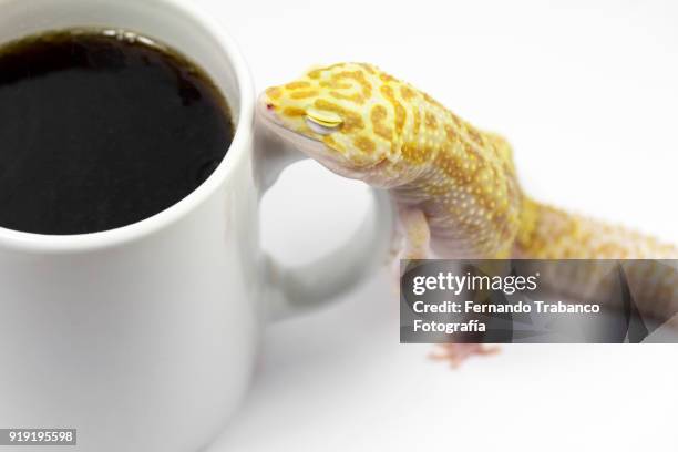 sleepy animal with a cup of coffee - sleeping snake stock pictures, royalty-free photos & images