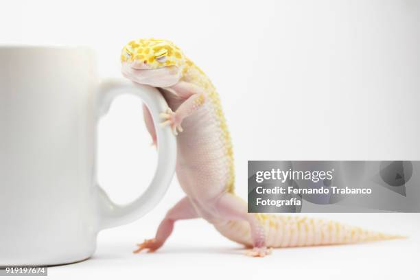 sleepy animal with a cup of coffee - exotisches haustier stock-fotos und bilder