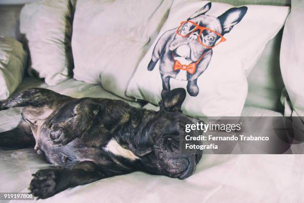 dog lying on the couch - dead dog stock-fotos und bilder