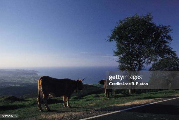 Fito viewpoint, Asturias province Cows grazing next to the Fito viewpoint, Asturias province