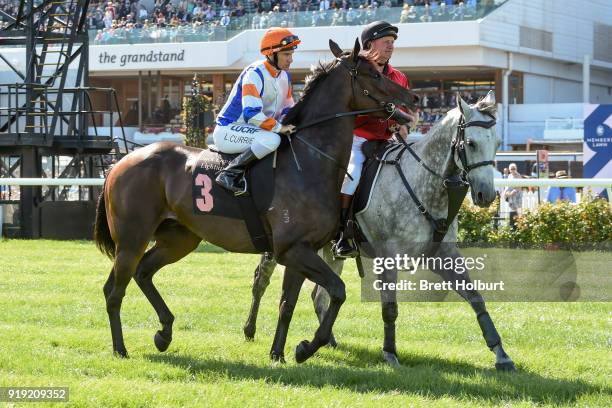 Hey Doc ridden by Luke Currie heads to the barrier before the Black Caviar Lightning at Flemington Racecourse on February 17, 2018 in Flemington,...