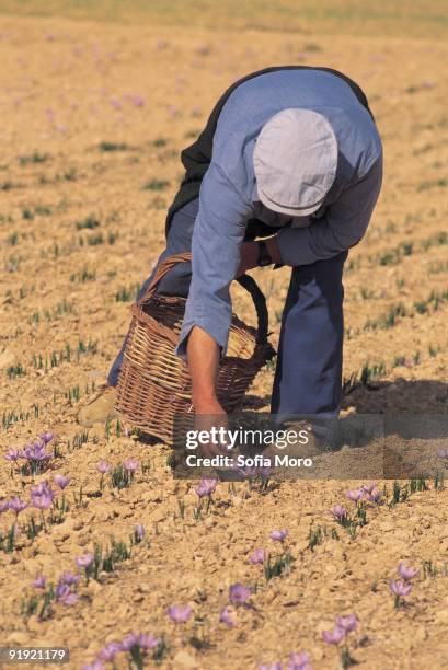 'Harvests of the saffron'. Collection of the saffron. Consuegra. Toledo ´Harvests of the saffron´. Collection of the flowers of the saffron, very...