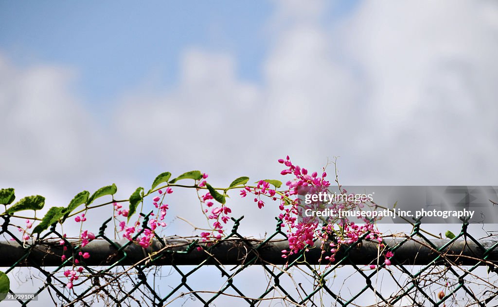 Fence