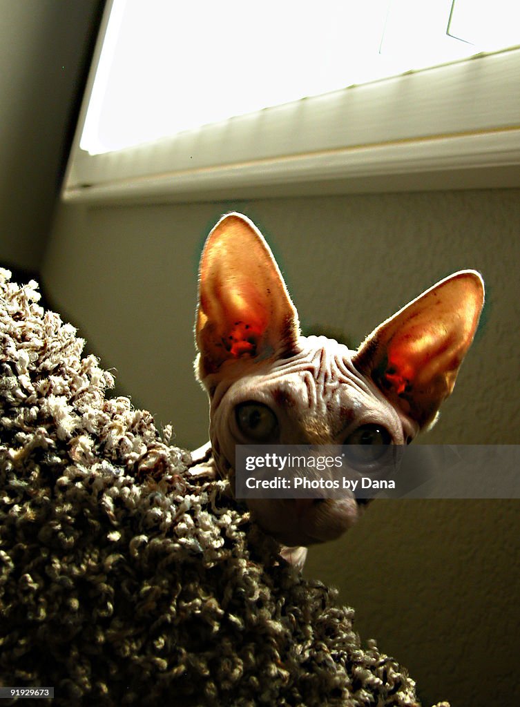 Sphynx cat