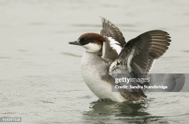 Smew In Flight 177 Smew Duck Stock Photos, High-Res Pictures, and Images - Getty Images