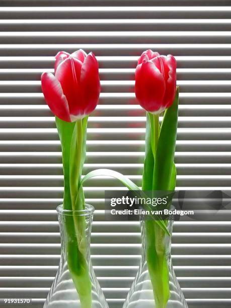 two tulips - poortugaal stock pictures, royalty-free photos & images