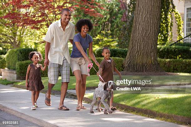 family walking italian spinone puppy - animal offspring stock pictures, royalty-free photos & images