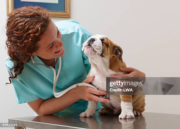 veterinarian examining smiling bulldog puppy - vétérinaire photos et images de collection