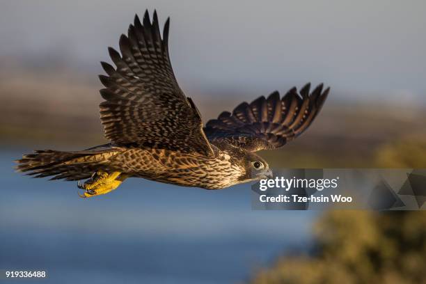 peregrine falcon - peregrine falcon fotografías e imágenes de stock