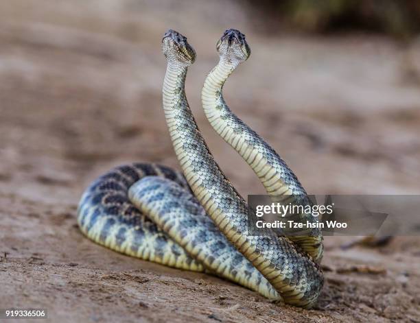 rattlesnake mating - rattlesnake stock pictures, royalty-free photos & images